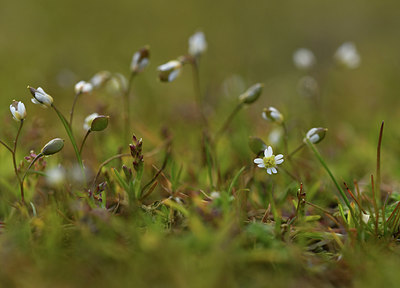 BUITEN BEELD Foto: 366984