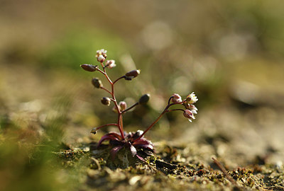 BUITEN BEELD Foto: 366991