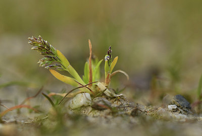 BUITEN BEELD Foto: 366998