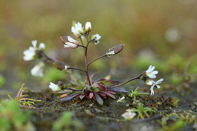 BUITEN BEELD Foto: 367018