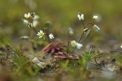 BUITEN BEELD Foto: 367019