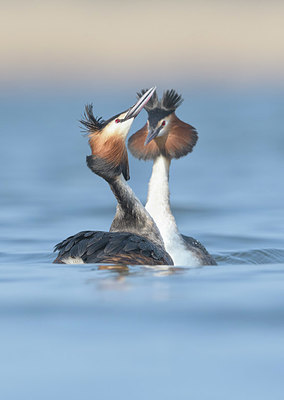 BUITEN BEELD Foto: 367189