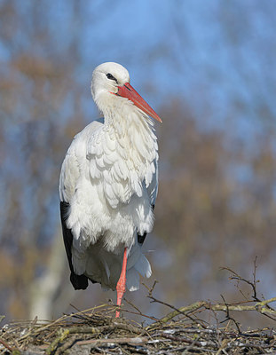 BUITEN BEELD Foto: 367205