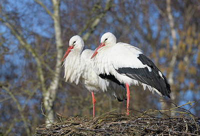 BUITEN BEELD Foto: 367206