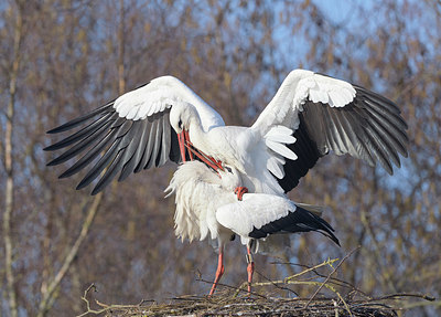 BUITEN BEELD Foto: 367207