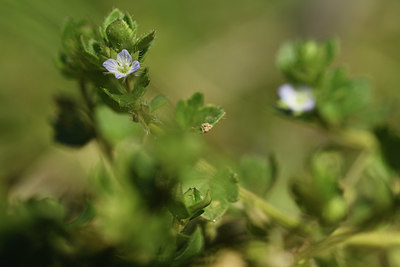 BUITEN BEELD Foto: 367252