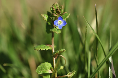 BUITEN BEELD Foto: 367253