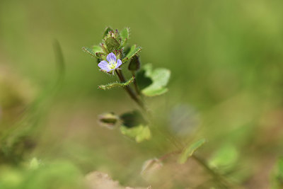 BUITEN BEELD Foto: 367255