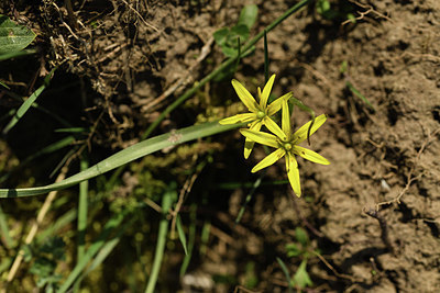BUITEN BEELD Foto: 367257