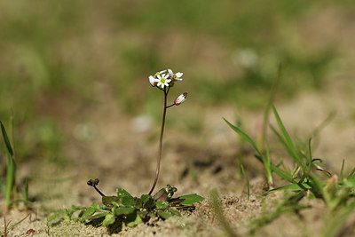 BUITEN BEELD Foto: 367258