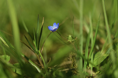 BUITEN BEELD Foto: 367260