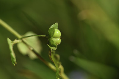 BUITEN BEELD Foto: 367262