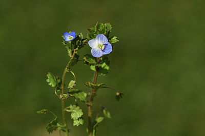 BUITEN BEELD Foto: 367263