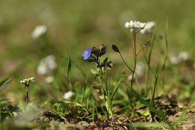 BUITEN BEELD Foto: 367266