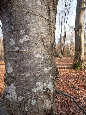 BUITEN BEELD Foto: 367299