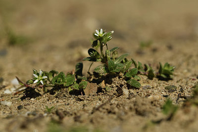 BUITEN BEELD Foto: 367371