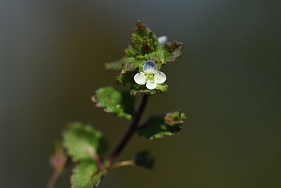 BUITEN BEELD Foto: 367373