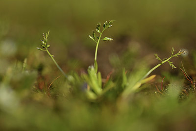BUITEN BEELD Foto: 367377