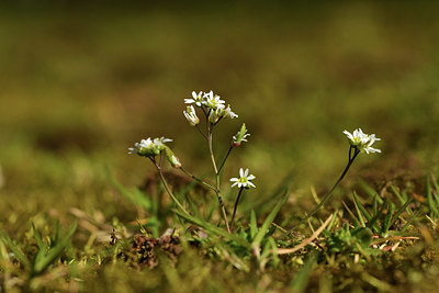 BUITEN BEELD Foto: 367378