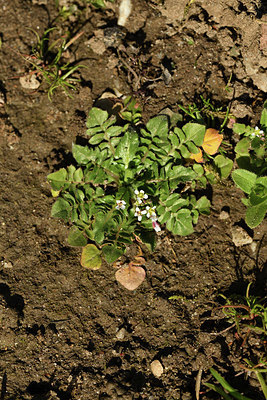 BUITEN BEELD Foto: 367381
