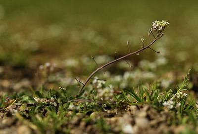 BUITEN BEELD Foto: 367382