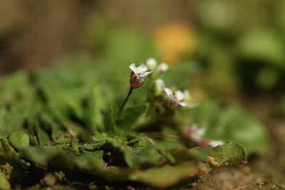 BUITEN BEELD Foto: 367384