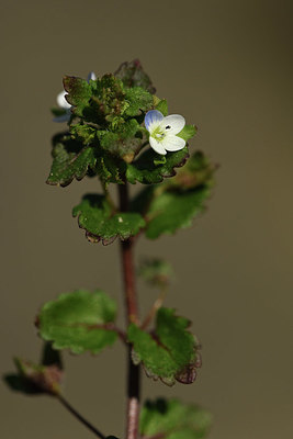 BUITEN BEELD Foto: 367385