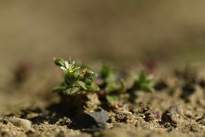BUITEN BEELD Foto: 367386