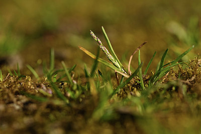 BUITEN BEELD Foto: 367387