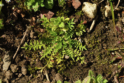 BUITEN BEELD Foto: 367389