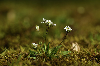 BUITEN BEELD Foto: 367390