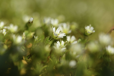 BUITEN BEELD Foto: 367728
