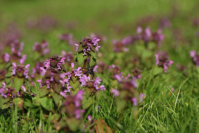 BUITEN BEELD Foto: 367730