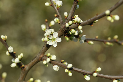 BUITEN BEELD Foto: 367731