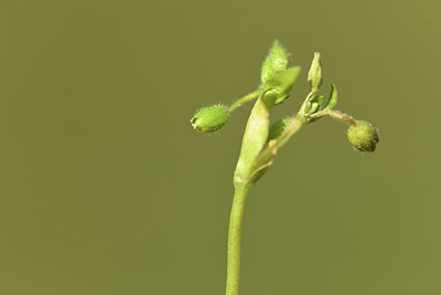 BUITEN BEELD Foto: 367734
