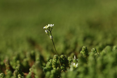BUITEN BEELD Foto: 367735