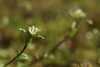 BUITEN BEELD Foto: 367736