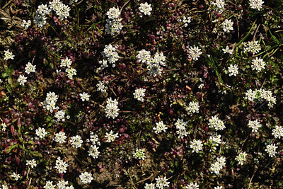BUITEN BEELD Foto: 367738