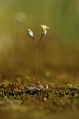 BUITEN BEELD Foto: 367745