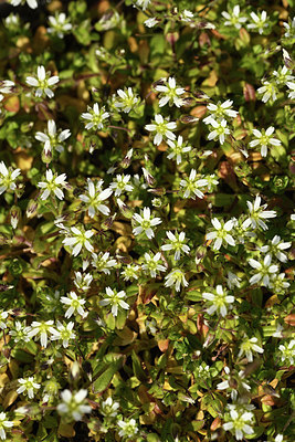 BUITEN BEELD Foto: 367746
