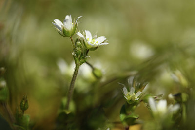 BUITEN BEELD Foto: 367748