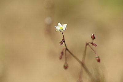 BUITEN BEELD Foto: 367753