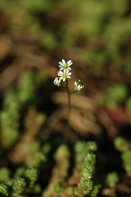 BUITEN BEELD Foto: 367760