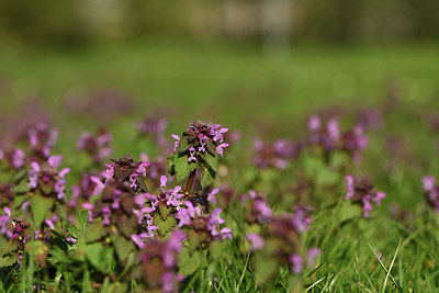 BUITEN BEELD Foto: 367769