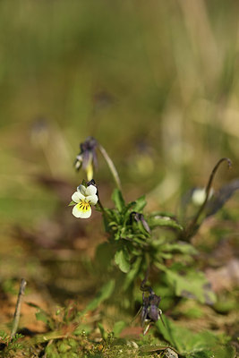 BUITEN BEELD Foto: 367771
