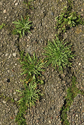 BUITEN BEELD Foto: 367776