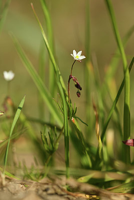 BUITEN BEELD Foto: 367778