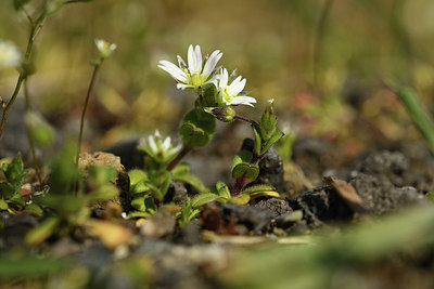 BUITEN BEELD Foto: 367782