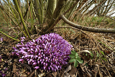 BUITEN BEELD Foto: 367970