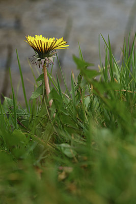 BUITEN BEELD Foto: 367972